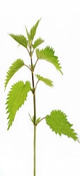 Wild grown nettle leaves