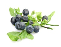Cultivated bilberries