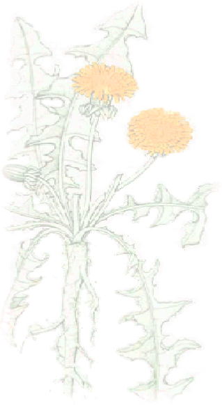 Dandelion watermark